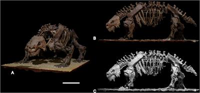 Volumetric Body Mass Estimate and in vivo Reconstruction of the Russian Pareiasaur Scutosaurus karpinskii